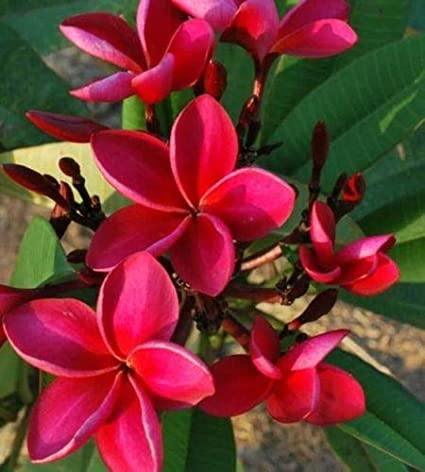 5 Bright Red Plumeria Seeds - Seed World