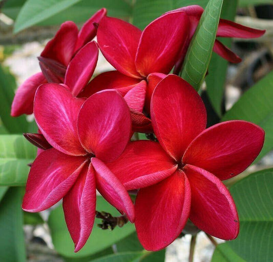 5 Bright Red Plumeria Seeds - Seed World