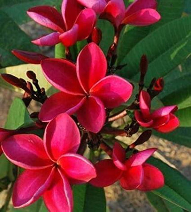 5 Bright Red Plumeria Seeds - Seed World