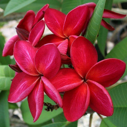 5 Bright Red Plumeria Seeds - Seed World