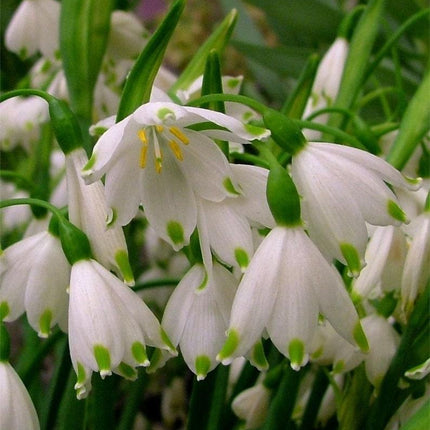 5 Bulbs Leucojum Aestivum - Summer Snowflake - Seed World