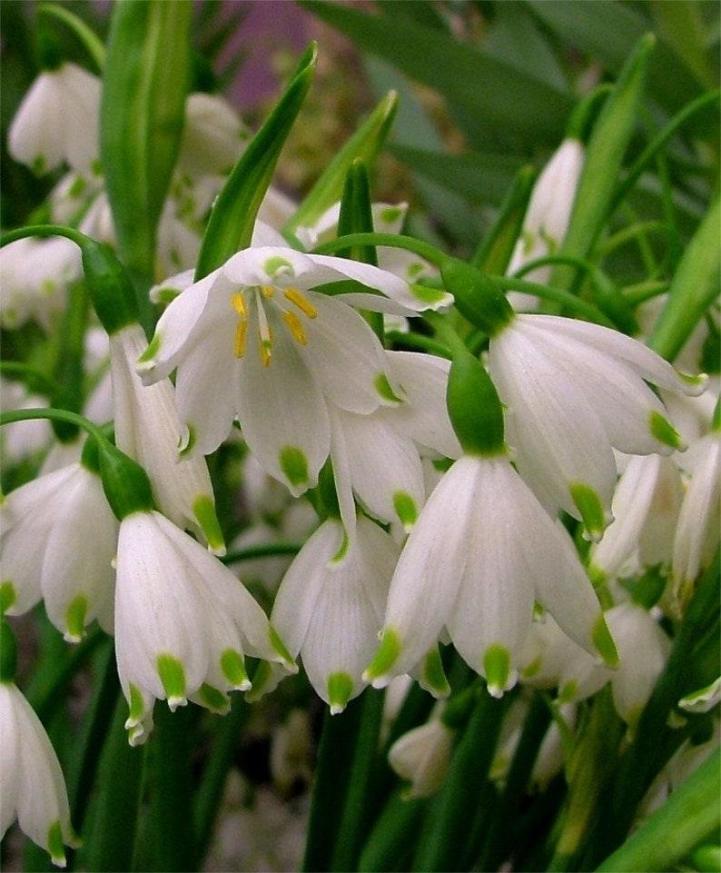 5 Bulbs Leucojum Aestivum - Summer Snowflake - Seed World