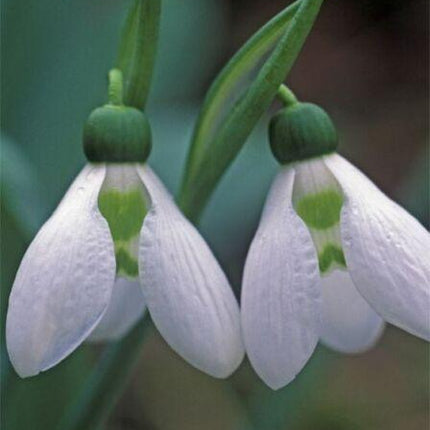 5 Bulbs Leucojum Aestivum - Summer Snowflake - Seed World