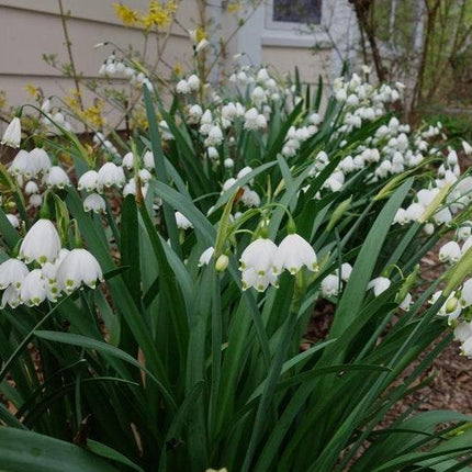 5 Bulbs Leucojum Aestivum - Summer Snowflake - Seed World