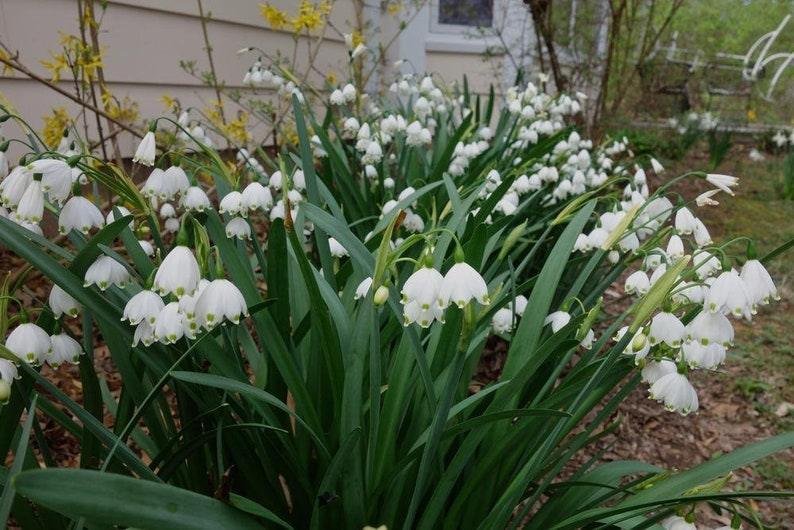 5 Bulbs Leucojum Aestivum - Summer Snowflake - Seed World