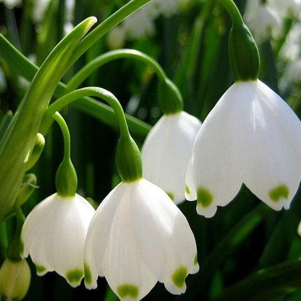 5 Bulbs Leucojum Aestivum - Summer Snowflake - Seed World