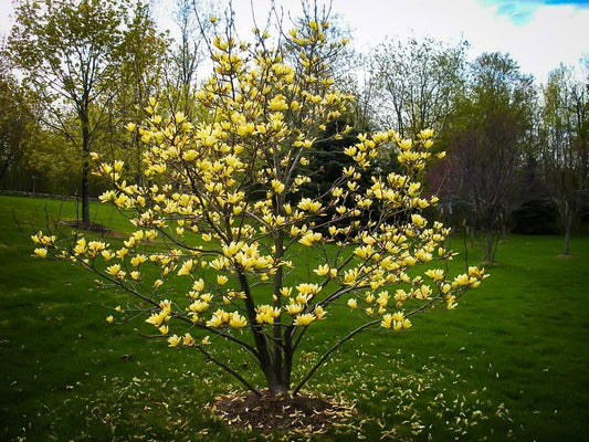 5 Butterfly Magnolia Seeds - Seed World