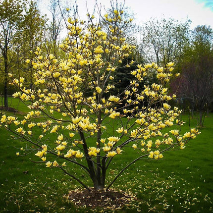 5 Butterfly Magnolia Seeds - Seed World