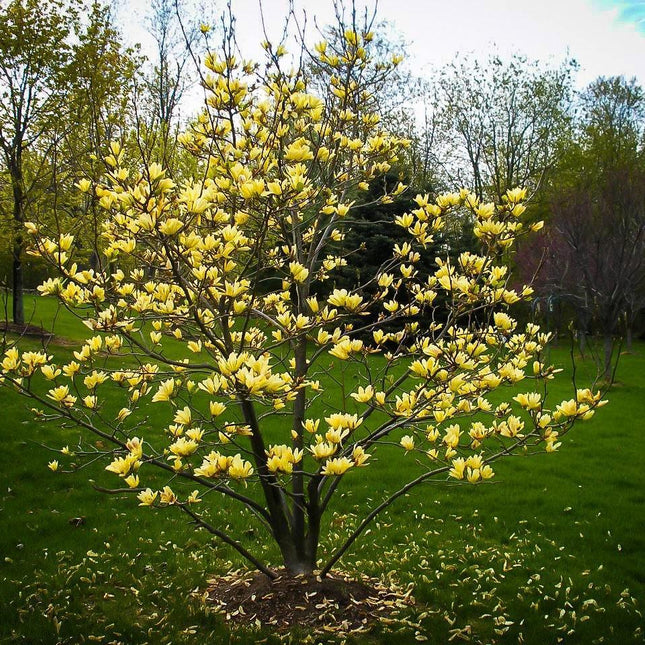 5 Butterfly Magnolia Seeds - Seed World