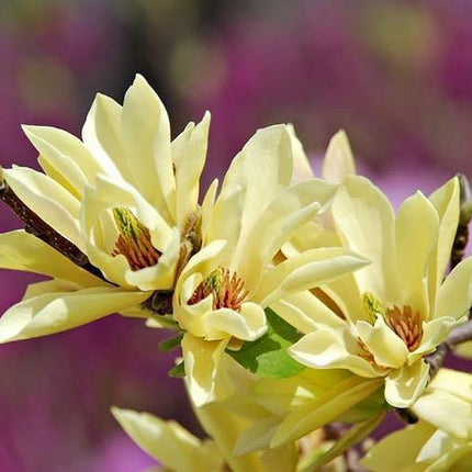 5 Butterfly Magnolia Seeds - Seed World