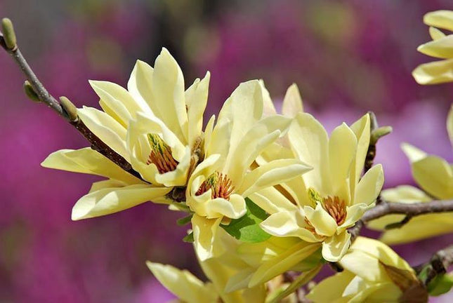 5 Butterfly Magnolia Seeds - Seed World