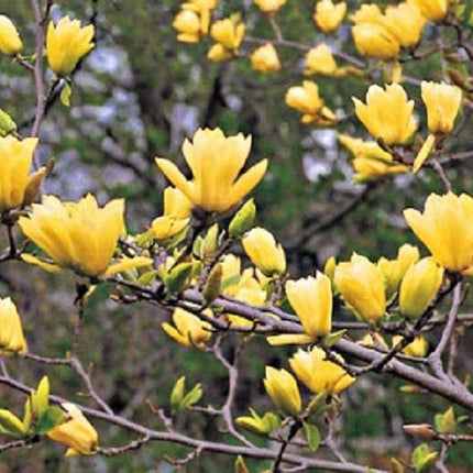 5 Butterfly Magnolia Seeds - Seed World