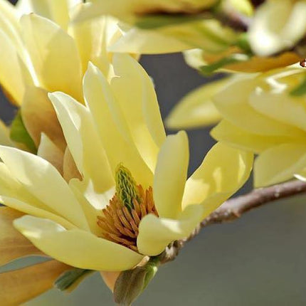5 Butterfly Magnolia Seeds - Seed World