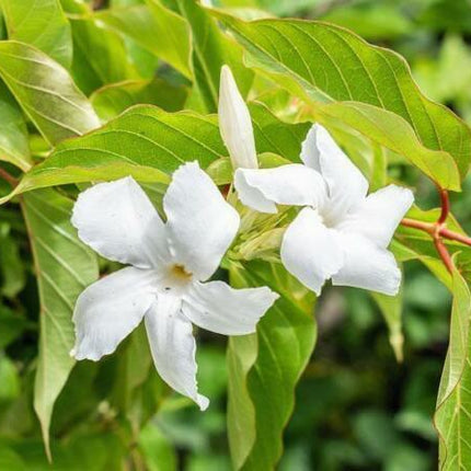 5 Chilean Jasmine - White Star Seeds - Seed World