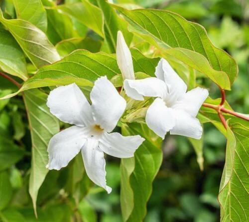 5 Chilean Jasmine - White Star Seeds - Seed World