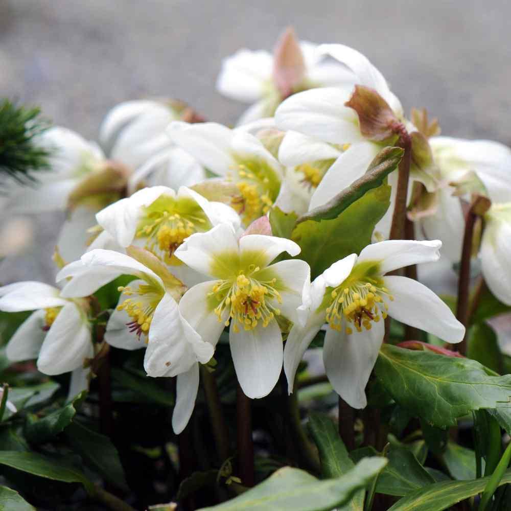 5 Christmas Rose Seeds - Seed World