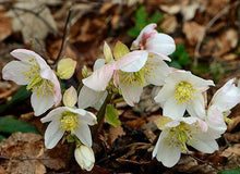 5 Christmas Rose Seeds - Seed World