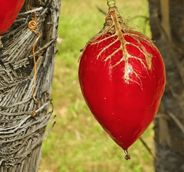 red passion flower seeds Cotton Leaf Passionflower Seeds