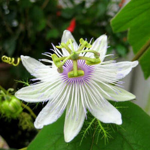 5 Cotton Leaf Passionflower Seeds - Seed World