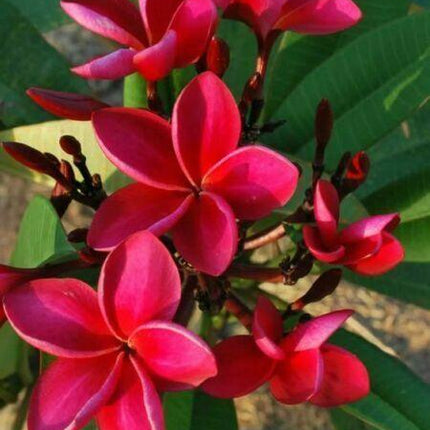 5 Dark Pink Orange Plumeria Seeds - Seed World