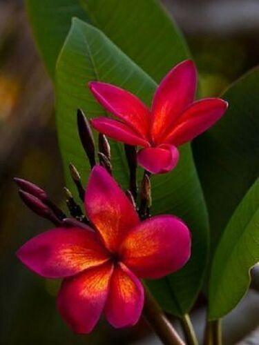 5 Dark Pink Orange Plumeria Seeds - Seed World
