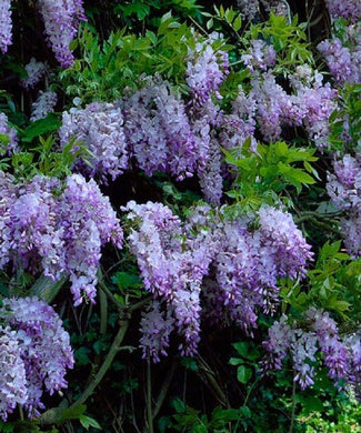 5 Dark Purple Chinese Wisteria Seeds - Seed World