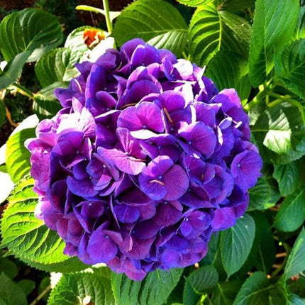5 Dark Purple Hydrangea Seeds (Hydrangea macrophylla) - Seed World