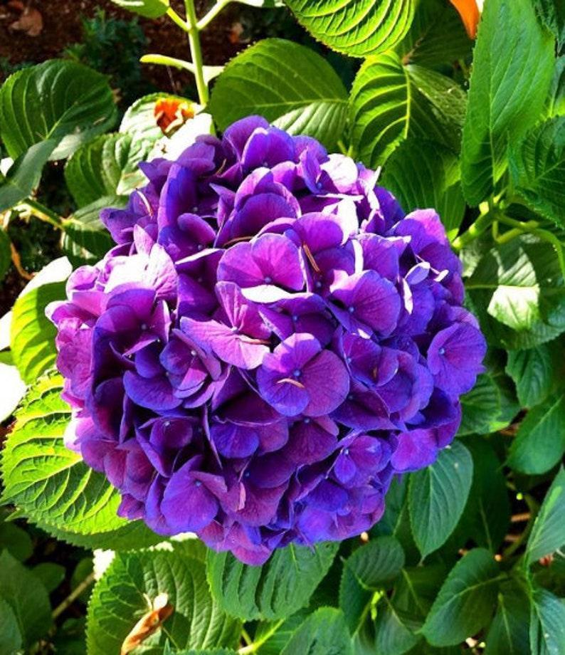 plant hydrangea seeds 5 Dark Purple Hydrangea Seeds – Hydrangea macrophylla – Seed World