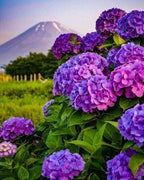 5 Dark Purple Hydrangea Seeds - Seed World