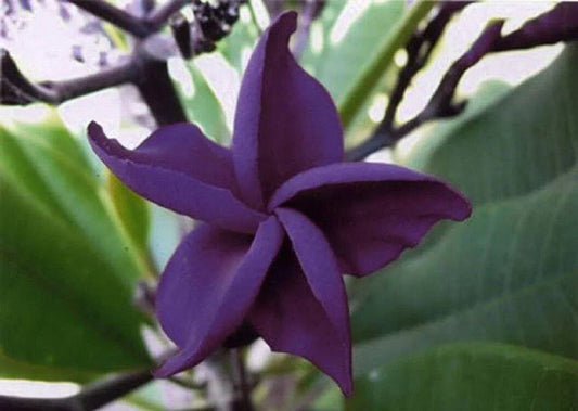 5 Dark Purple Plumeria Seeds - Seed World