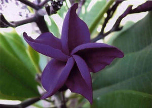 5 Dark Purple Plumeria Seeds - Seed World