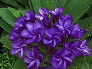 5 Dark Purple Plumeria Seeds - Seed World