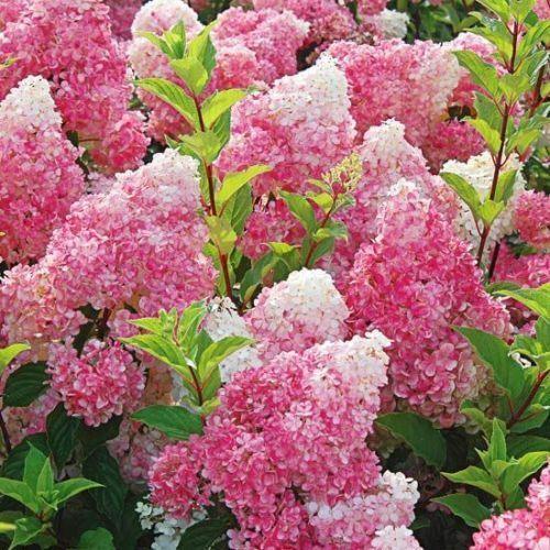 5 Dark Strawberry Hydrangea Seeds Seeds - Seed World