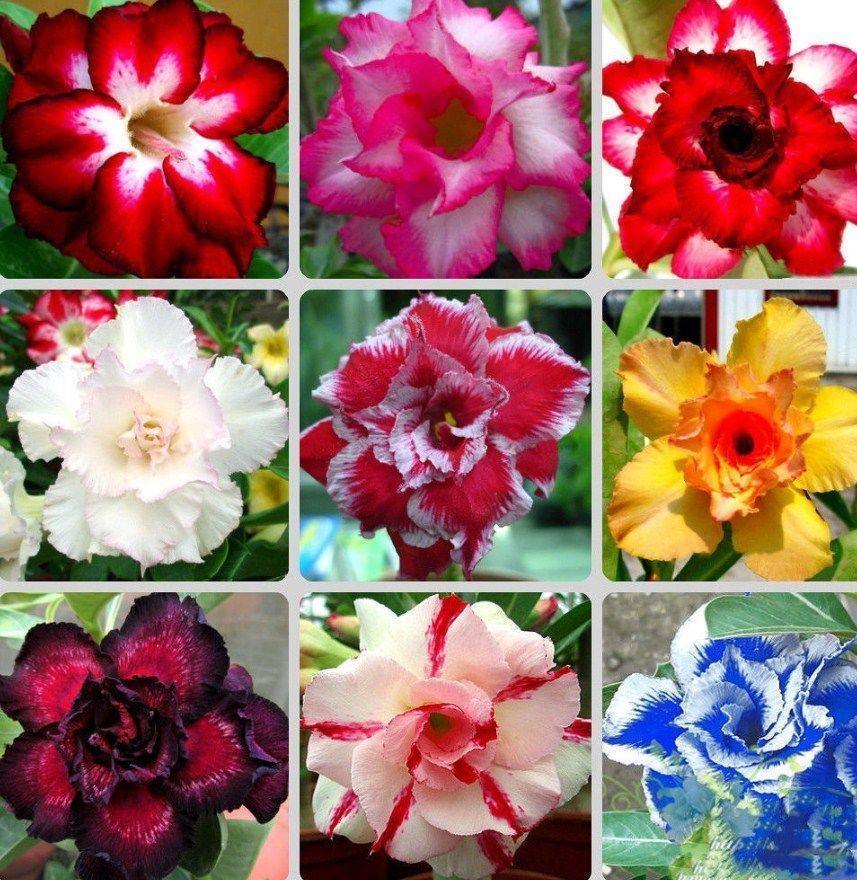 4 Desert Rose Adenium Obesum Seeds - Seed World