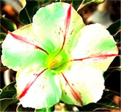 4 Desert Rose Adenium Obesum Seeds - Seed World