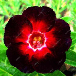 4 Desert Rose Adenium Obesum Seeds - Seed World