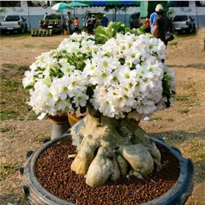 4 Desert Rose Adenium Obesum Seeds - Seed World