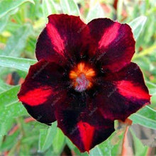 4 Desert Rose Adenium Obesum Seeds - Seed World