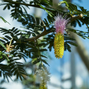 5 Dichrostachys Cinerea | Bell Mimosa Tree Exotic Seeds - Seed World