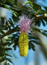 5 Dichrostachys Cinerea | Bell Mimosa Tree Exotic Seeds - Seed World