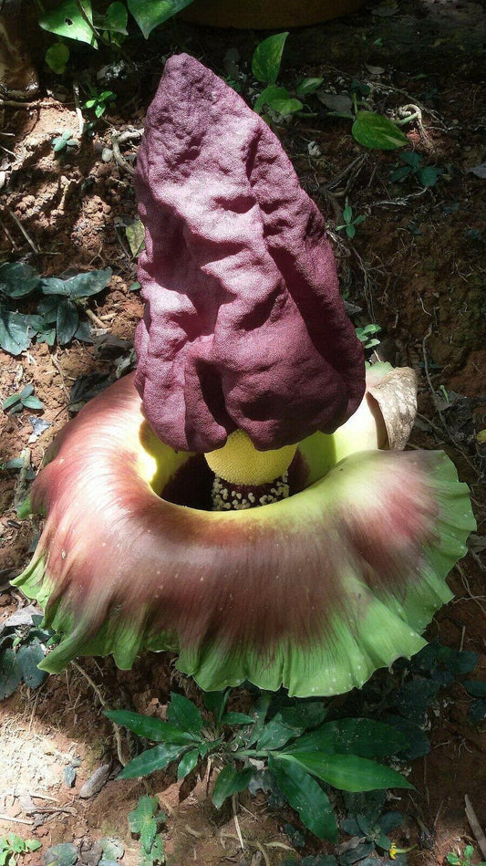 5 Elephant Foot Yam - Amorphophallus Paeoniifolius Seeds - Seed World