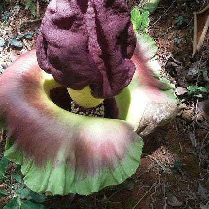 5 Elephant Foot Yam - Amorphophallus Paeoniifolius Seeds - Seed World