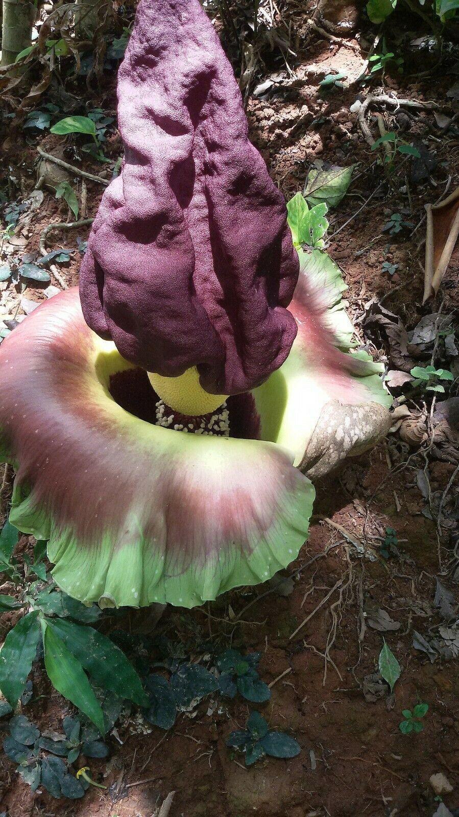 5 Elephant Foot Yam - Amorphophallus Paeoniifolius Seeds - Seed World