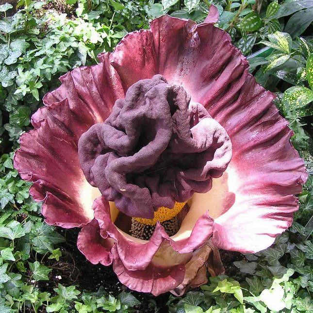 5 Elephant Foot Yam - Amorphophallus Paeoniifolius Seeds - Seed World
