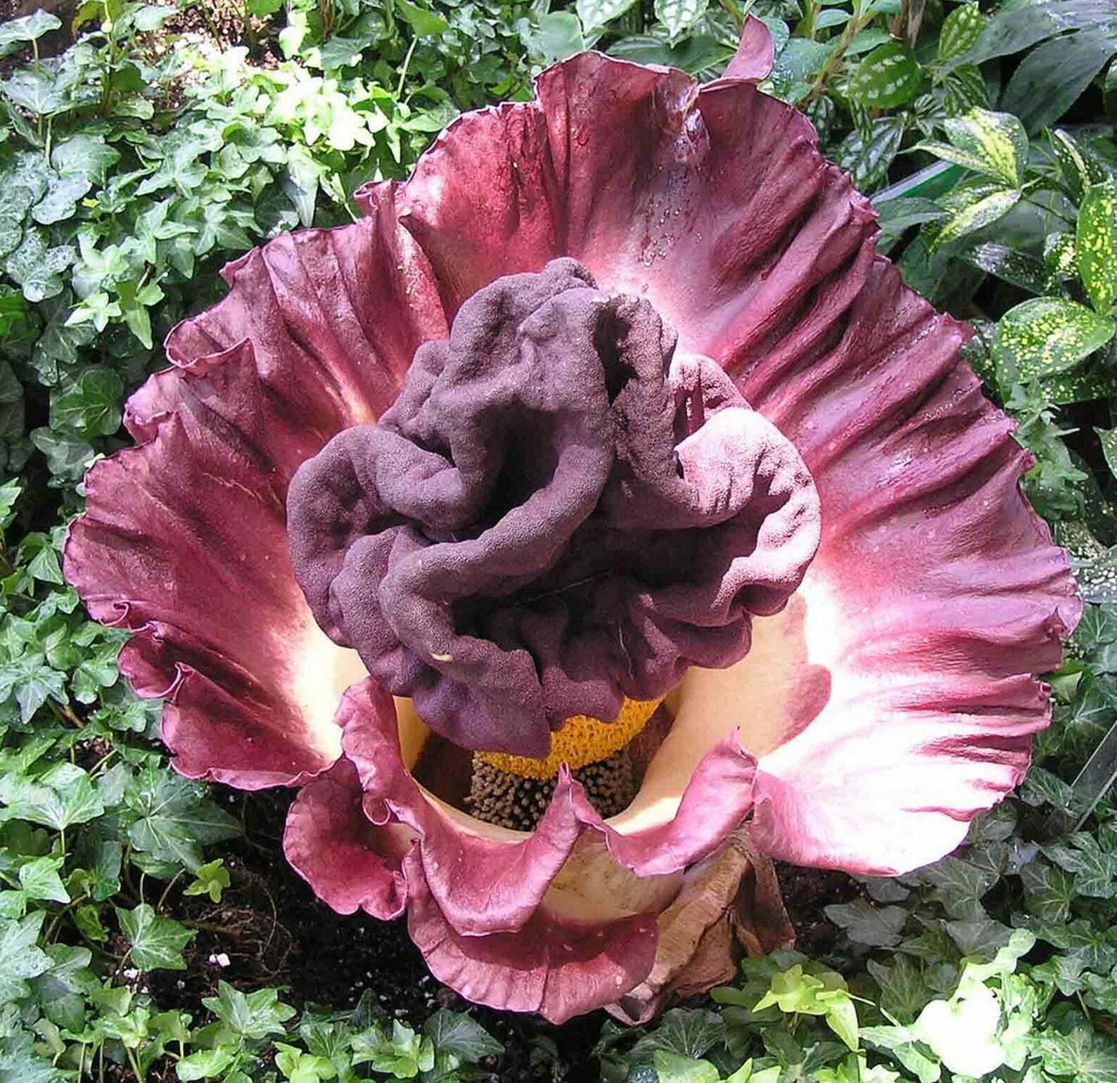 pongapong flower seeds 5 Elephant Foot Yam