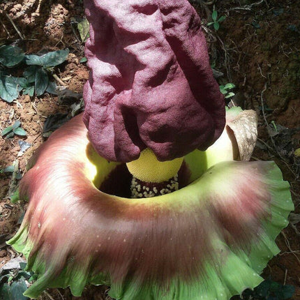 5 Elephant Foot Yam - Amorphophallus Paeoniifolius Seeds - Seed World