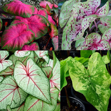 5 Fancy Mix Caladium Bulbs - Seed World