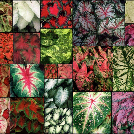 5 Fancy Mix Caladium Bulbs - Seed World