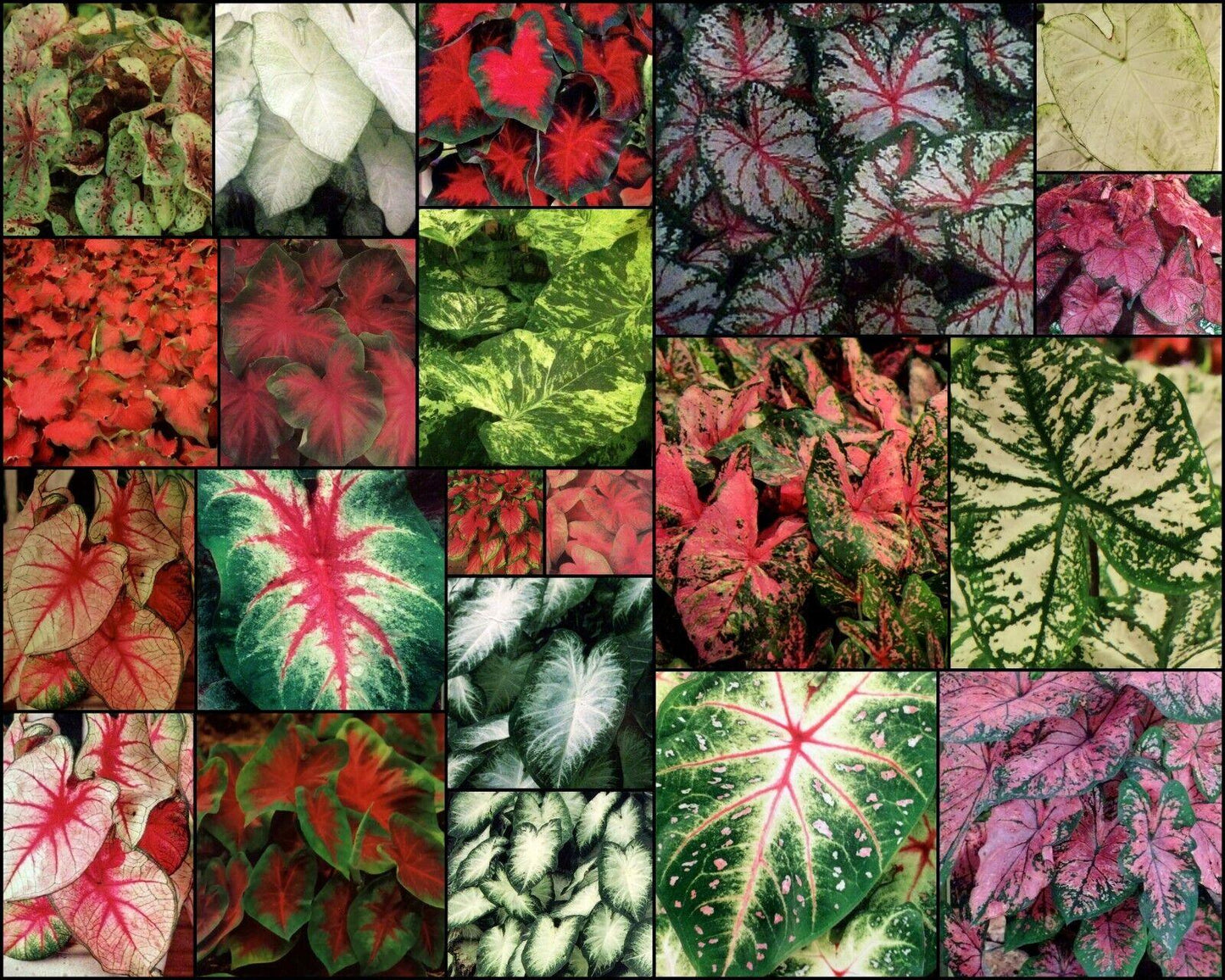 5 Fancy Mix Caladium Bulbs - Seed World