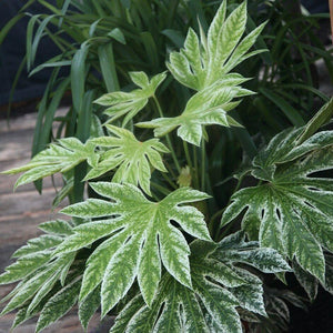 5 Fatsia Japonica Hardy Japanese Aralia Seeds - Seed World